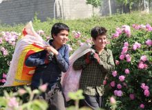 برگزاری نمایشگاه عکس میمند خاستگاه گل و گلاب جهان