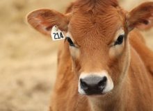 اولین گوساله گوزن زرد ایرانی در میانکتل کازرون بدنیا آمد