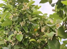 برداشت بهار نارنج در فارس آغاز شد