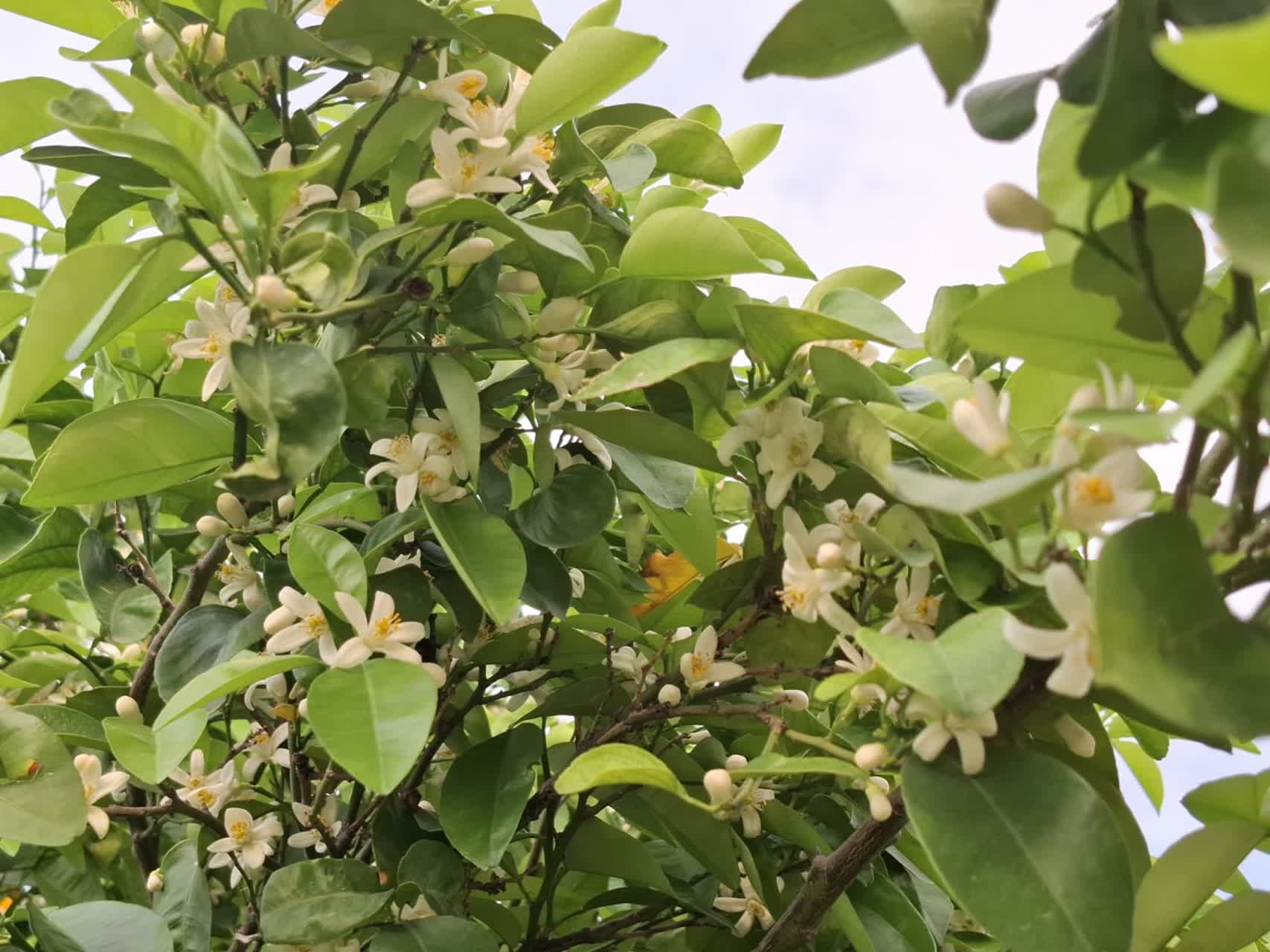 برداشت بهار نارنج در فارس آغاز شد