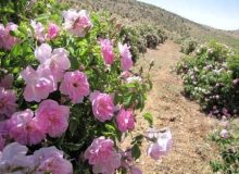 پیش بینی تولید ۲۰ هزارتن گل محمدی در فارس