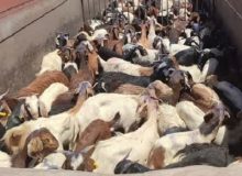 محموله قاچاق ۲۸۱ راسی دام در بیضا متوقف شد