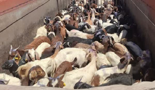 محموله قاچاق ۲۸۱ راسی دام در بیضا متوقف شد