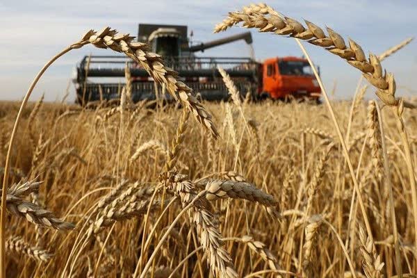 ۸۰ درصد مزارع جو در بیضا برداشت میشود