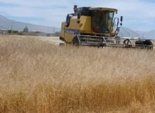 آغاز برداشت ۱۶۰۰ هکتار گیاهان داروئی دیم در بیضا