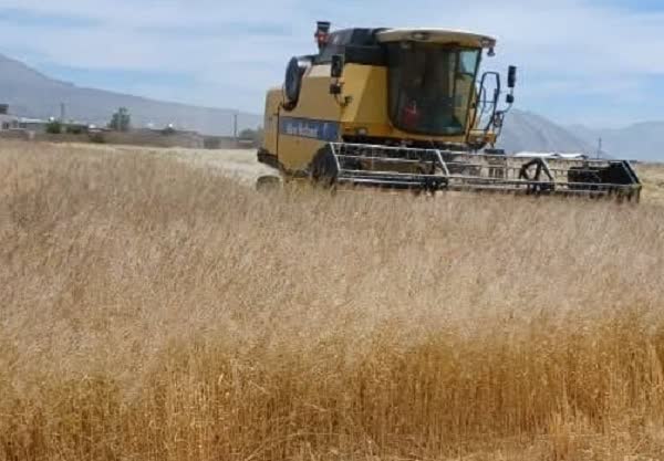 آغاز برداشت ۱۶۰۰ هکتار گیاهان داروئی دیم در بیضا