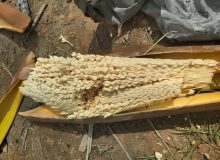 گرده افشانی نخیلات در فارس پایان یافت