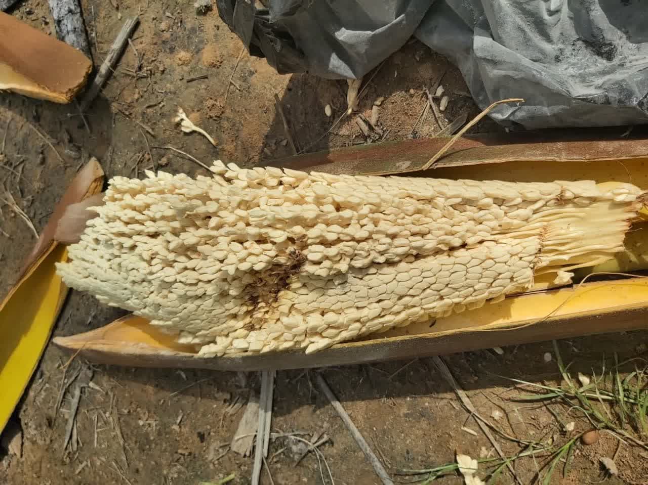 گرده افشانی نخیلات در فارس پایان یافت