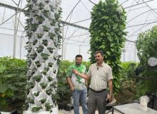 راه اندازی سیستم کشت عمودی ایروپونیک توسط گلخانه‌دار بیضایی