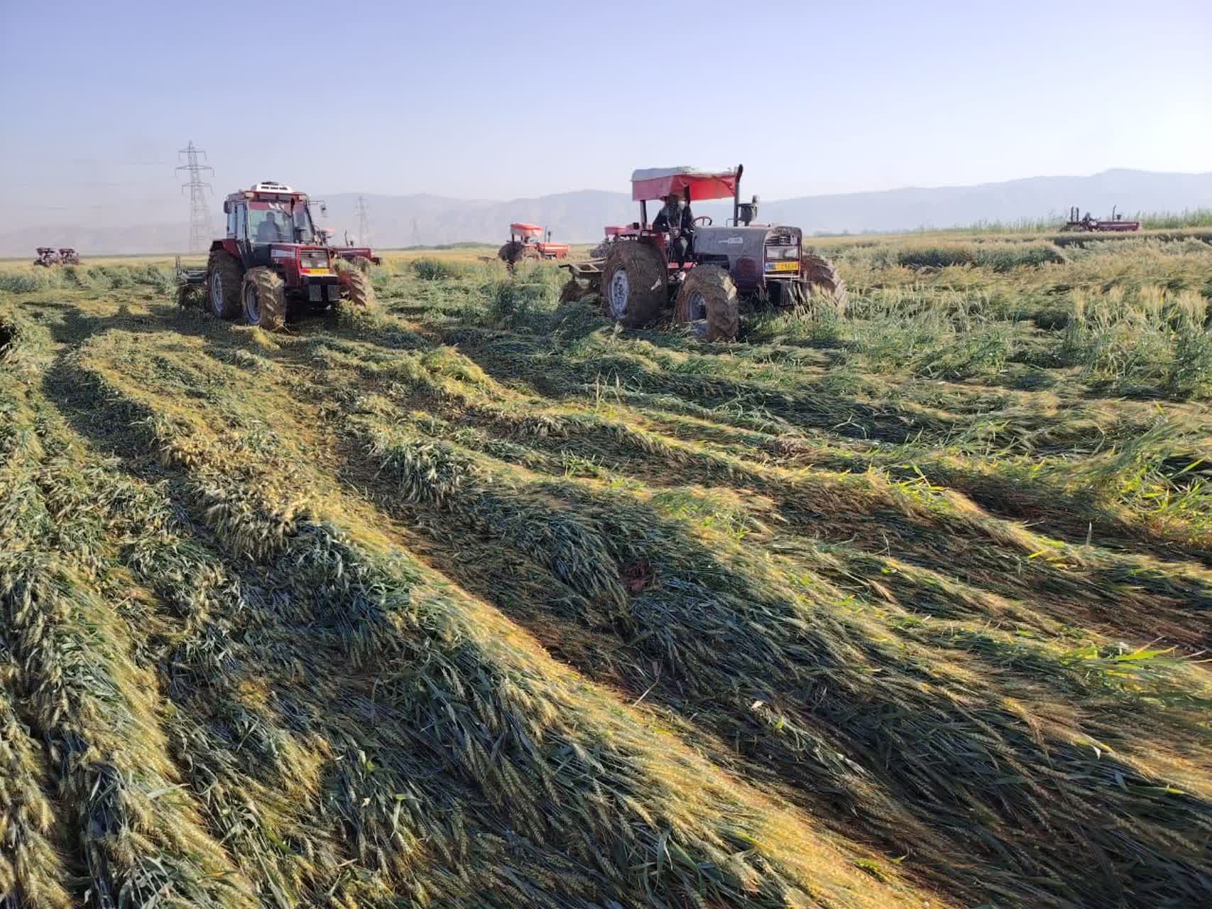 امحاء ۸۶۰ هکتار مزارع آلوده به فاضلاب خام در حومه شیراز