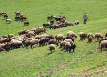 رد درخواست تمدید پروانه چرا دامدار فیروزآبادی‌ به‌دلیل عدم مشارکت در اطفا حریق