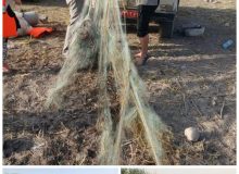 کشف تجهیزات صید غیرمجاز و دستگیری متخلف قطع درخت در تالاب هفت‌برم ومنطقه حفاظت شده مله‌گاله شیراز