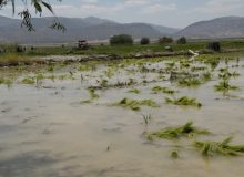 آزادسازی ۲۵۰ هکتار حریم و بستر دریاچه سد درودزن