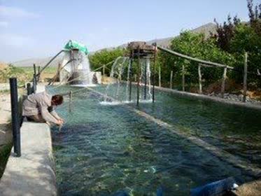 رهاسازی یک میلیون و ۴۰۰ هزار قطعه بچه ماهی در استخرهای کشاورزی فارس