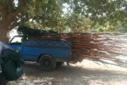 جمع‌آوری آلاچیق‌های بالادست روستای سبوک شیراز