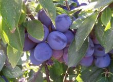 درآمد۵۵ میلیارد ریالی باغداران بیضایی از فروش آلو