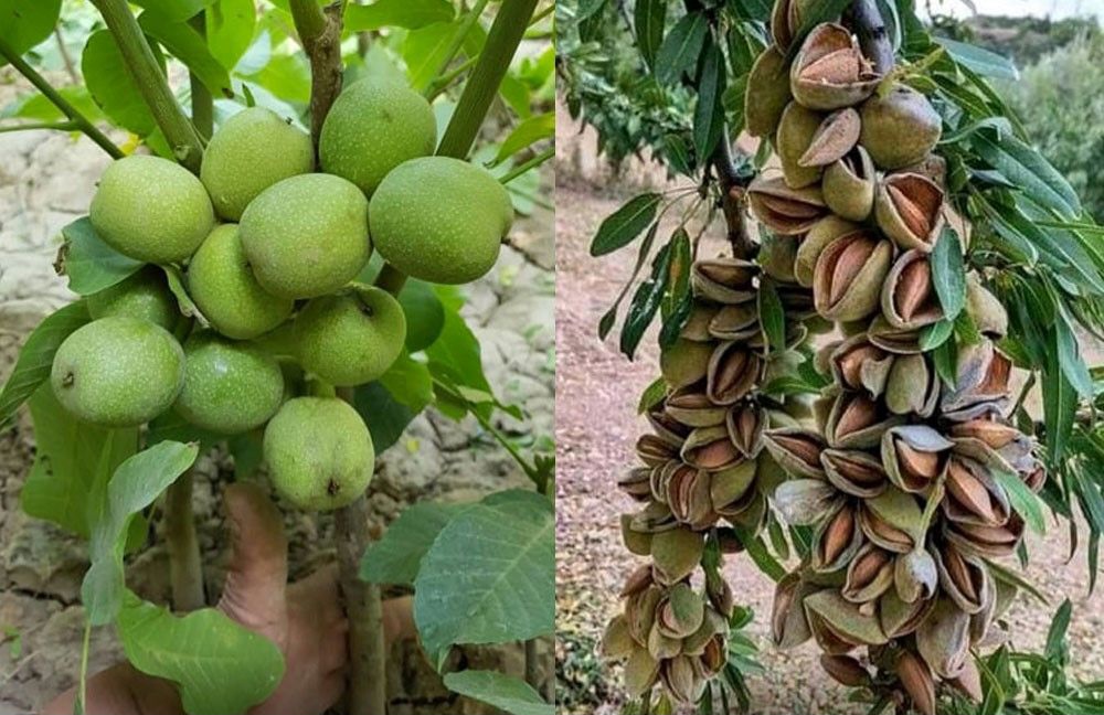 برداشت لیموترش از قطب تولید کشور