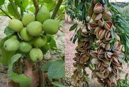 برداشت میوه بادام و گردو در فارس