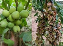 برداشت میوه بادام و گردو در فارس