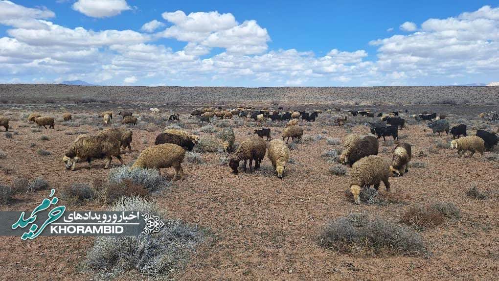 حل و فصل اختلافات مرزی مراتع قشلاق و قنات شور