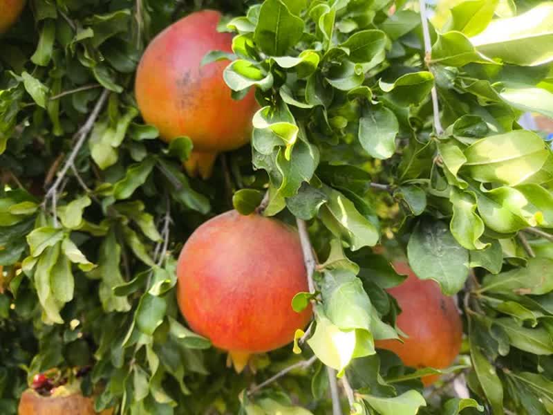برداشت ۷ هزار تن انار شهرستان بیضا به میادین میوه و تره بار