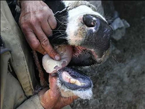 تب برفکی به انسان منتقل نمی‌شود