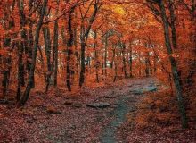 سمفونی گردشگری تاریخی و طبیعی شیراز؛ گزند مدیرنیته بر دامان اصالت قلات