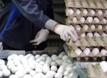 جهش قیمت تخم‌مرغ در شیراز؛ بهای هر دانه تخم‌مرغ به ۱۰ هزار تومان رسید؛