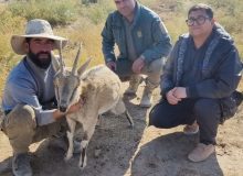 پایش پیشگیرانه حیات وحش بوانات برای مهار بیماریهای مشترک دام و طبیعت