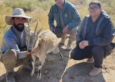 پایش پیشگیرانه حیات وحش بوانات برای مهار بیماری‌های مشترک دام و طبیعت