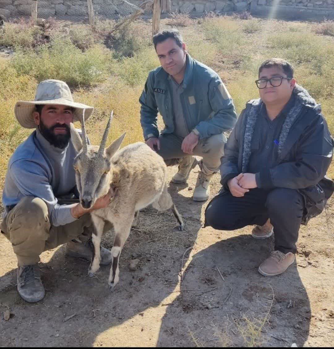 پایش پیشگیرانه حیات وحش بوانات برای مهار بیماریهای مشترک دام و طبیعت
