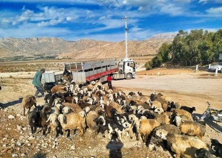 ورود قاطع دادستان کازرون به موضوع دام غیر مجاز در تالاب پریشان؛ تریلی توقیف و دامدار متخلف بازداشت شد
