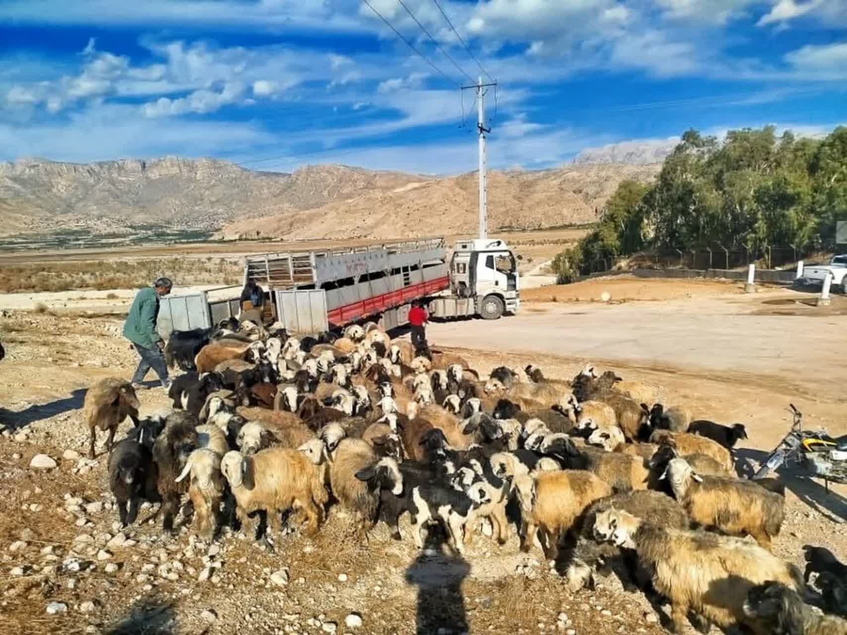 ورود قاطع دادستان کازرون به موضوع دام غیر مجاز در تالاب پریشان؛ تریلی توقیف و دامدار متخلف بازداشت شد