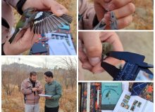 آغاز اولین مرحله از پروژه حلقه گذاری پرندگان شاخه نشین مهاجر در فارس/ حلقه‌گذاری سهره‌ها برای حفاظت از تنوع زیستی کشور