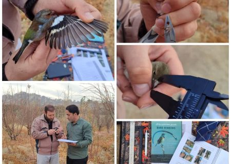 آغاز اولین مرحله از پروژه حلقه گذاری پرندگان شاخه نشین مهاجر در فارس/ حلقه‌گذاری سهره‌ها برای حفاظت از تنوع زیستی کشور