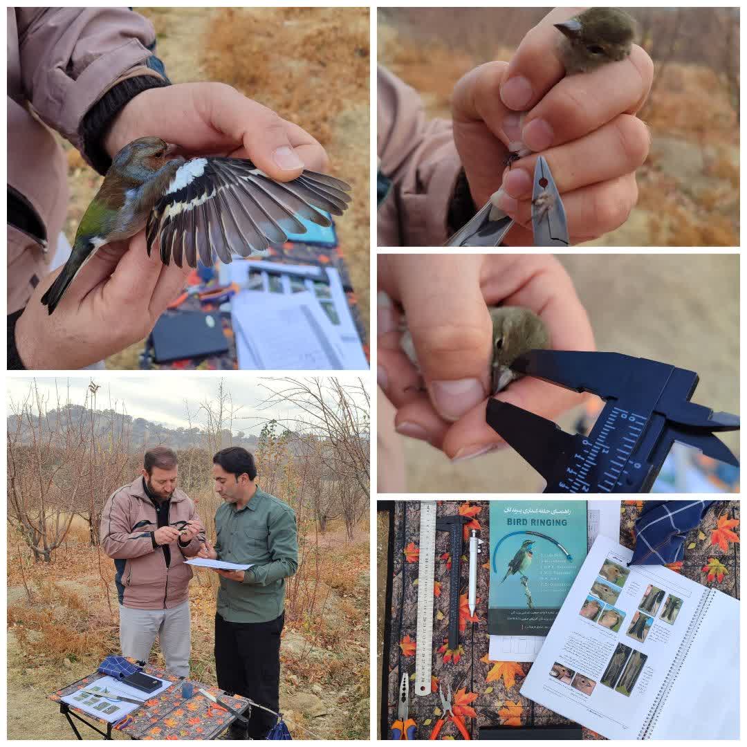 آغاز اولین مرحله از پروژه حلقه گذاری پرندگان شاخه نشین مهاجر در فارس/ حلقهگذاری سهرهها برای حفاظت از تنوع زیستی کشور