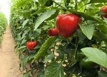 افتتاح گلخانه تولید سبزی و صیفی در آباده